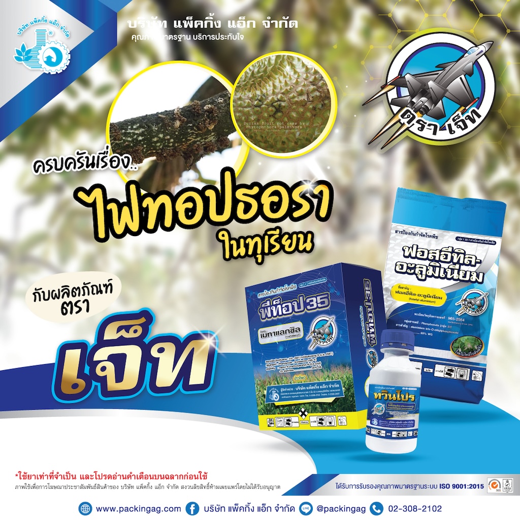 ครบเครื่องเรื่อง ไฟทอปธอรา ในทุเรียน