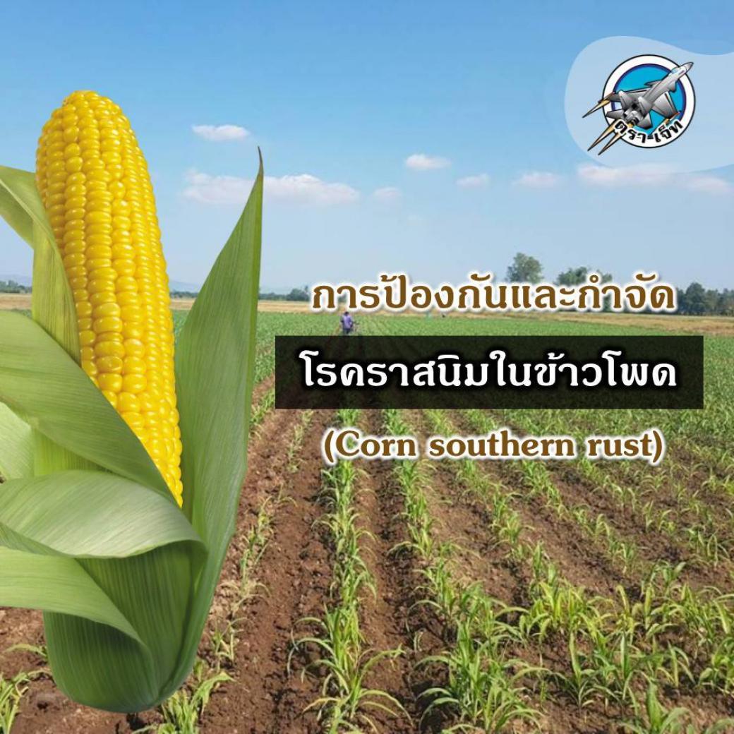 โรคราสนิม​ในข้าวโพด