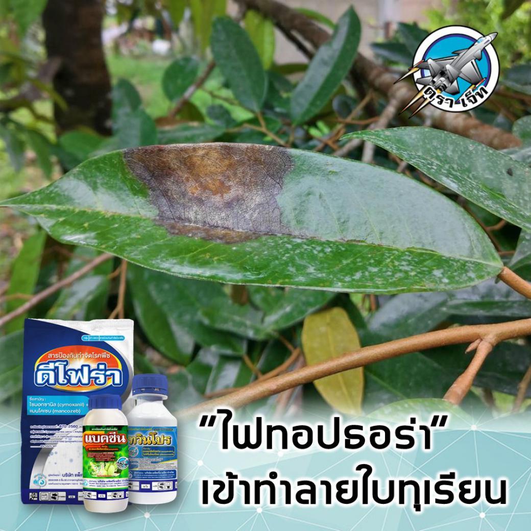 โรคไฟทอปธอร่า​เข้าทำลายใบทุเรียน​ 