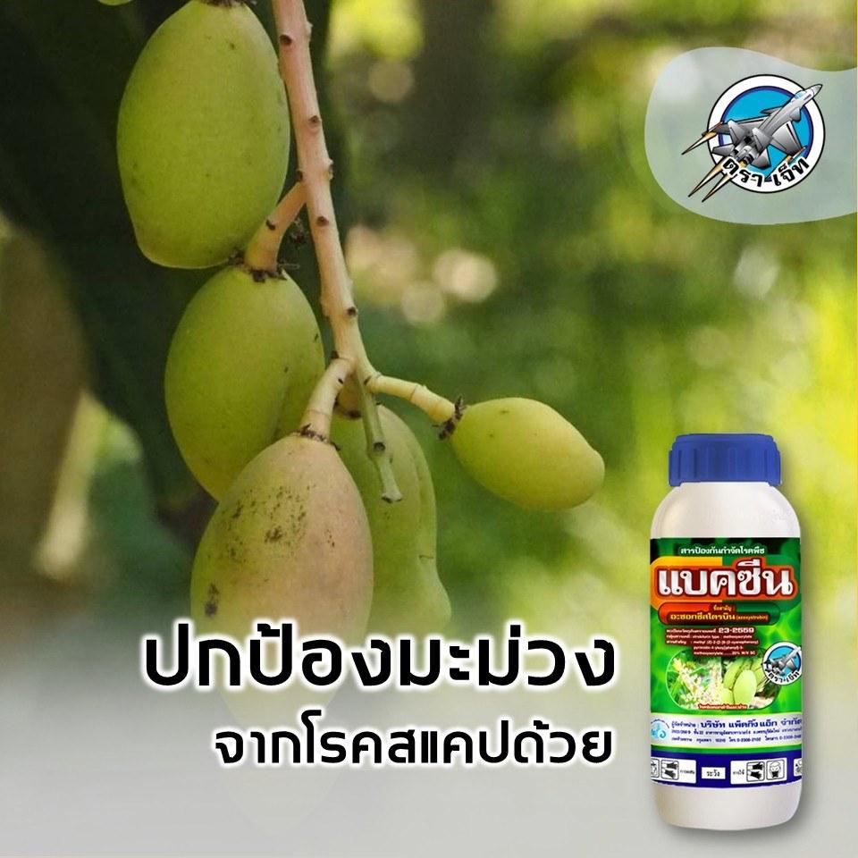 โรคสแคปในมะม่วง​ Mango scab